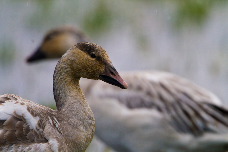 Snow Goose